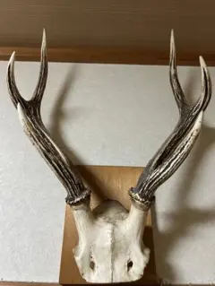 鹿の角 壁掛け装飾品 約40cm