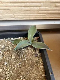 2026年最新】Ovatifoliaの人気アイテム - メルカリ