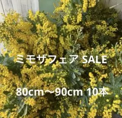 SALE ミモザ 80cm 特価 フレッシュ 銀葉アカシア 国産 生花 ミモザ