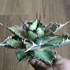 2026年最新】アガベハデスの人気アイテム - メルカリ