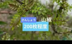 산초 잎 약 200 장