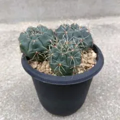 2025年最新】緋花玉の人気アイテム - メルカリ