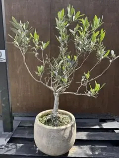 オリーブの木　ホワイト　5号　約45cm　NO.1002　希少品種　現品掲載 オリーブの木 ホワイト 5号 約45cm NO.1002 希少品種 現品掲載 - メルカリ