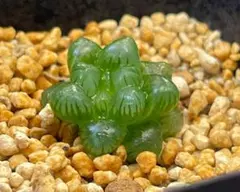 多肉植物 ハオルチア オブツーサ 美株⑥