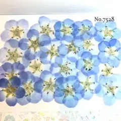 ♡new♡作家様必見♡ 人気のネモフィラがいっぱい♡ 押し花セット