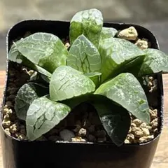 多肉植物 ハオルチア 巨大サークルオブライフ - メルカリ