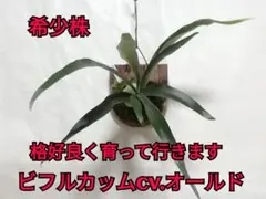 格好良くて育てやすい ビフルカッムcv.オールド 希少株原種 株分け品