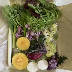 ②新鮮な多様な野菜セット　ネコポス