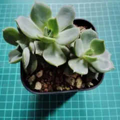 多肉植物 リラシナ錦 葉挿し 根っ子なし | Mercari