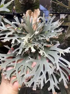 ウィクロス 花見 サシェ＆ミュウ(台紙付き) 中国語版 大・お花見大会