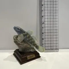 ネイチャーテクニカラー 日本の清流　トウヨシノボリ