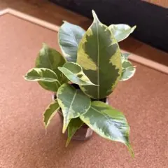 きさらぎ様 リクエスト 3点 まとめ商品