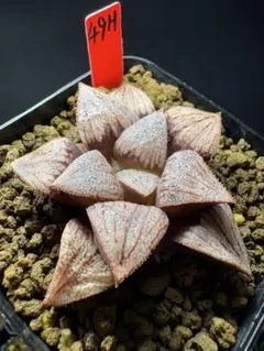 47h 多肉植物 ハオルチア 実生苗 自家繁殖 鉢植え発送 - メルカリ