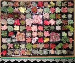 多肉植物　カット苗小さな宝石箱詰め　本日24時までのお値段