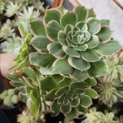 夜宴(粉花妖)法師錦　群生　立派　5頭　抜き苗アエオニウム