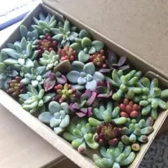 多肉植物　カット苗詰め合わせセット　ネコポス発送