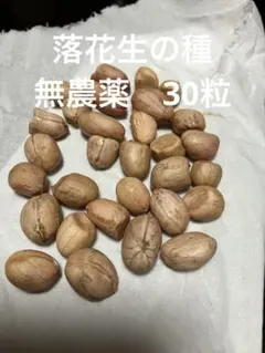 ③✨千葉県産✨落花生✨おおまさりネオ種✨500粒✨ おおまさりネオ】千葉県産 新豆2025年収穫 生落花生！極大粒で1Kg その他