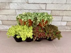 お客様専用商品・多肉植物お好みセット