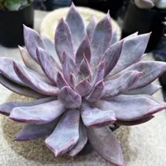 ピンクスパイダー ピンクスパイダー