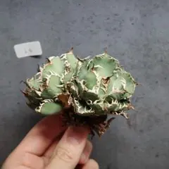 24+3=27粒【ムチプリ】アガベ オテロイ オアハカ 種 ルイス＋BRIDGE
