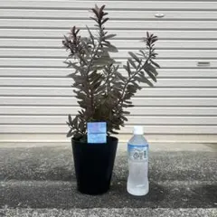 2025年最新】リューカデンドロン デュリフの人気アイテム - メルカリ