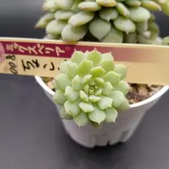 多肉植物　ちょこん　カット苗　ミックスベリアおらいさん苗