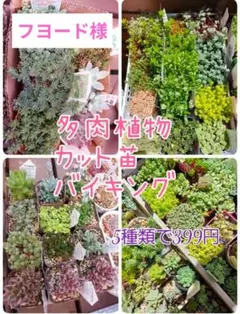 フヨード様ご専用ページ❣️多肉植物カット苗 セダムバイキング ❣️