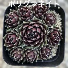 クゥとチャチャ様 リクエスト 2点 まとめ商品