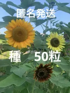 宿根ヒメヒマワリ ブリーディングハーツ 2ポットセット らくらく