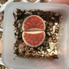 Lithops julii ssp.fulleri 'Kikushogyoku' - メルカリ