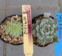 2025年最新】コロラータ ざわわの人気アイテム - メルカリ