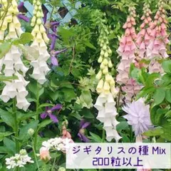 ジギタリス　mix 宿根草の種　たくさん！200粒以上！