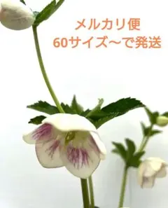 2026年最新】クリスマスローズ 株分け 苗の人気アイテム - メルカリ