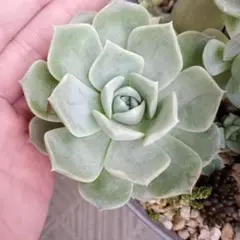 多肉植物 七福神 抜き苗 - メルカリ