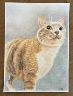 2026年最新】色鉛筆画 茶トラの人気アイテム - メルカリ