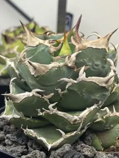 2025年最新】アガベ 清櫻 lizeの人気アイテム - メルカリ