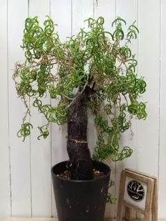 2026年最新】メストクレマ ツベローサムの人気アイテム - メルカリ