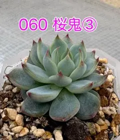 ミックスベリア 15点セット 札なし ミックスベリア【060桜鬼】①抜き苗 札なし - メルカリ