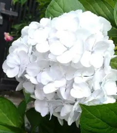 2026年最新】紫陽花 苗の人気アイテム - メルカリ