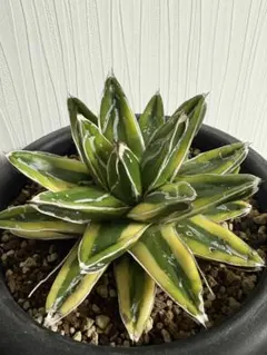 2025年最新】笹の雪錦の人気アイテム - メルカリ