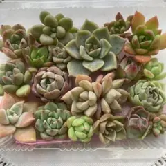 多肉植物 カット苗 詰め合わせ No.③