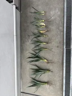 ぬーべー様 リクエスト 2点 まとめ商品