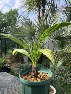 セネガルヤシ Phoenix reclinata オオカミヤシのサムネイル