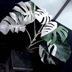 No.20斑入りモンステラ・ホワイトタイガー - メルカリ