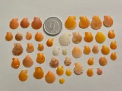 注文ページ 天然 極小 ヒオウギ貝 貝殻 ハンドメイド素材 - メルカリ