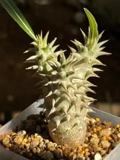 パキポディウム 恵比寿大黒 実生 良株 塊根植物 コーデックス 多肉植物