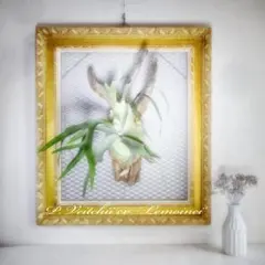 2026年最新】白ビカクの人気アイテム - メルカリ