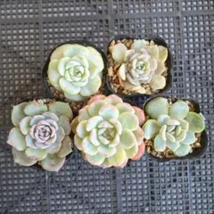 現品のみ◆札落ち エケベリア 5鉢セット 6cmポット