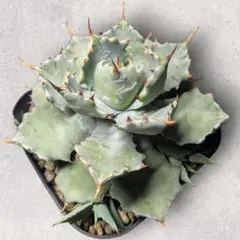 2026年最新】イシスメンシス ハイブリッドの人気アイテム - メルカリ