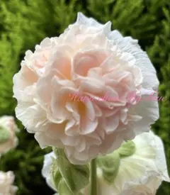 67-白牡丹 蕾あり 超人気花サボテン ロビビア属 カキコ - メルカリ